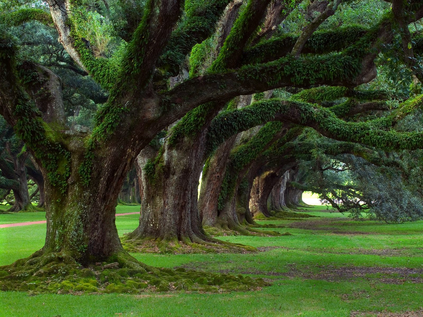 Oak Tree