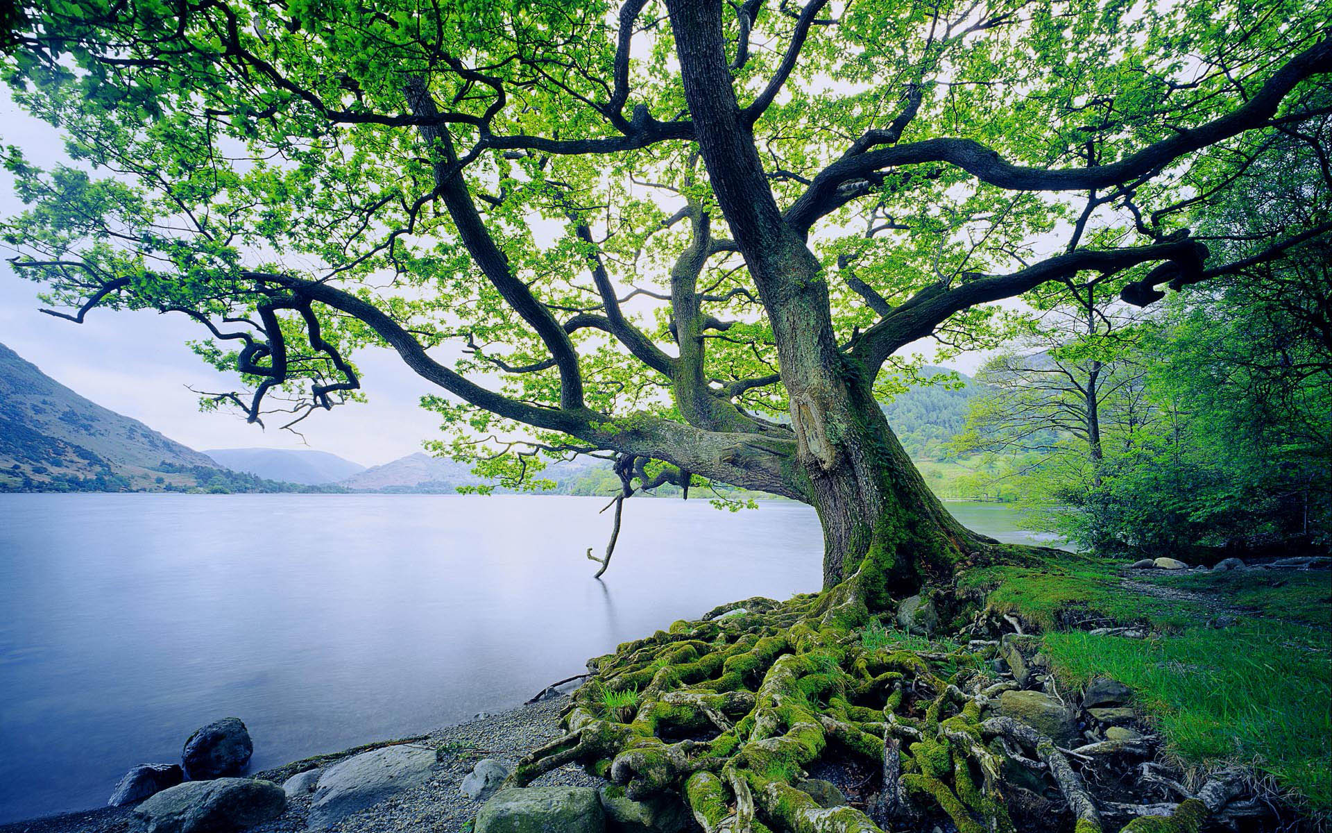 Lake Tree